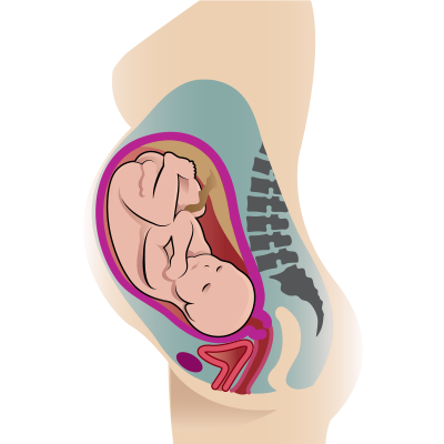 Illustration of the baby inside the belly upside down.
