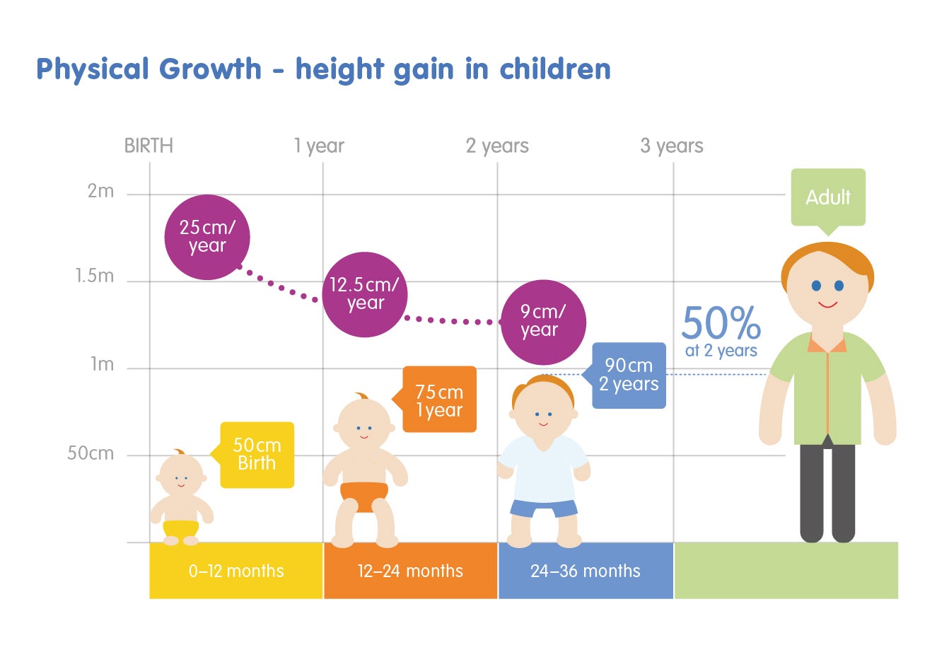 Infographic of children's height growth. In the first year they are expected to gain 25cm. In the second and third year 12.5cm and 9cm, respectively. Between the ages of 2-3 years they will reach 50% of their adult height.
