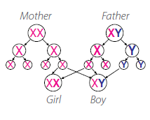 Male and female chromosomes.