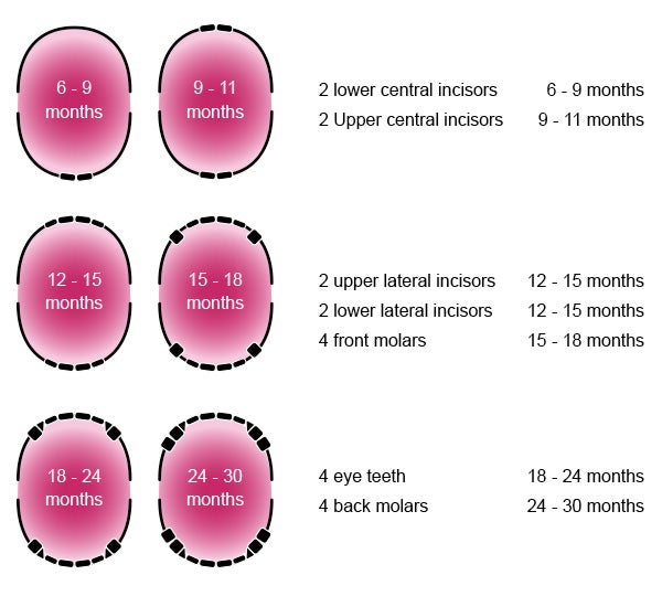 Development of teeth in babies according to age.