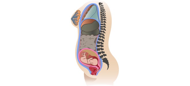 Illustration of a baby inside the belly in the final stage of gestation and the readjustment of the organs.