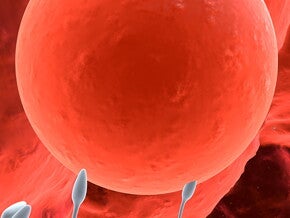 Conception Conception