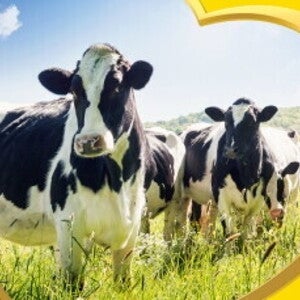 The image depicts cows against a natural landscape
