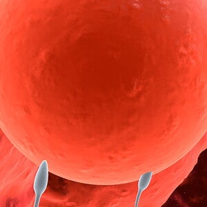 Conception