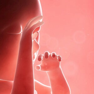 Second Trimester