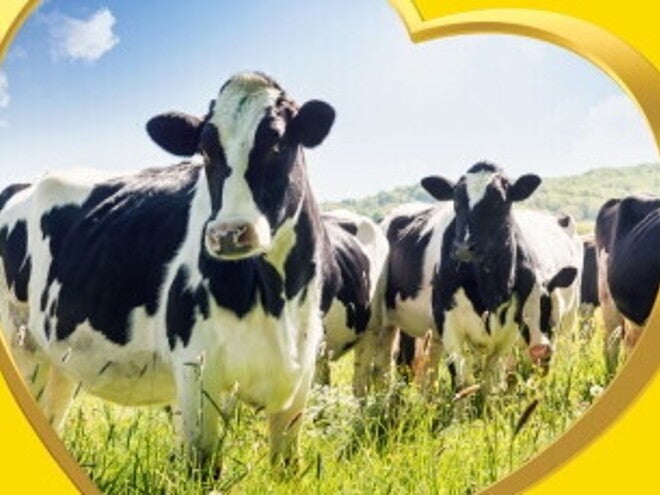 SUSTAINABILITY IN DAIRY FARMING The image depicts cows against a natural landscape