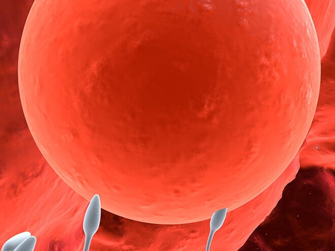 Conception Conception