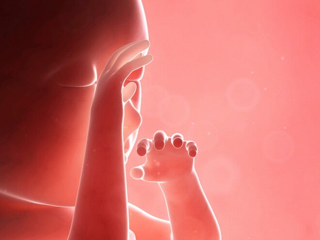 Second Trimester Second Trimester
