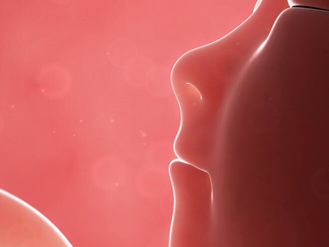 Third Trimester Third Trimester
